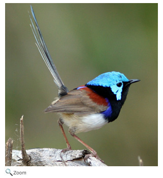 superb blue fairywren