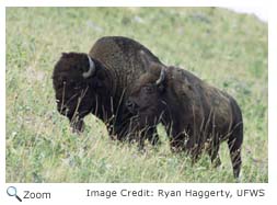 American Bison