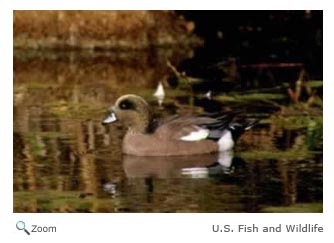 American Wigeon