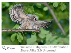 Barred Owl