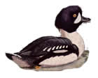 Barrows Goldeneye