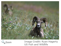 Bighorn Sheep