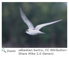 Black Tern