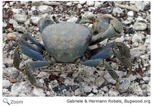 Blue Crab