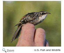 Brown Creeper