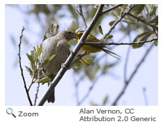 Brown-headed Cowbird