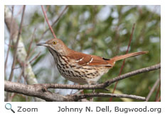 Brown Thrasher