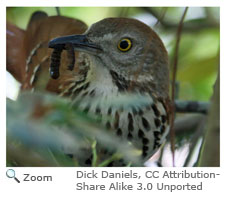 Brown Thrasher