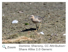 Buff-breasted Sandpiper