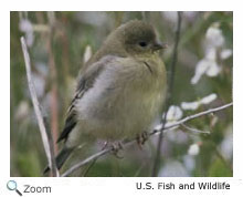 Bushtit