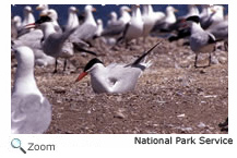 Caspian tern