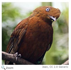 Andean Cock of the Rock