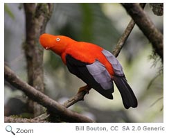 Andean Cock of the Rock