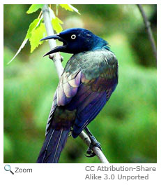 Common Grackle