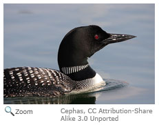 Common Loon