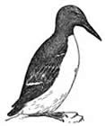 common murre