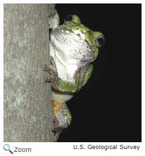 Cope's Gray Treefrog