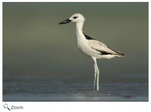 Crab Plover