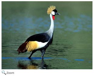 Crowned Crane