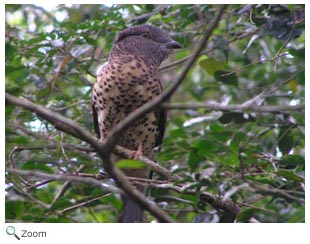 Cuckoo-roller