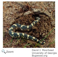 Eastern hognose Snake