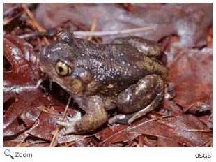 Eastern Spadefoot Toad 