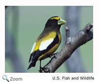 eveninggrosbeak