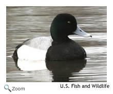 Greater Scaup