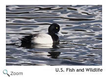 Greater Scaup