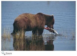 Brown Bear