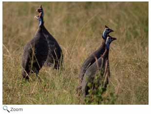 Guinea Fowl