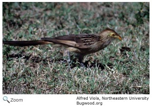 Guira Cuckoo