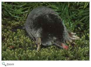 Hairy-tailed Mole