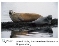 Harbor Seal