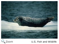 Harbor Seal