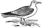 American herring gull