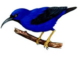 purple honeycreeper