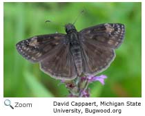 Horace's Duskywing