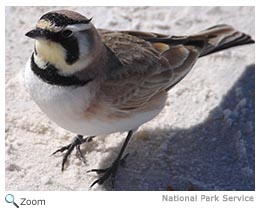 Horned Lark