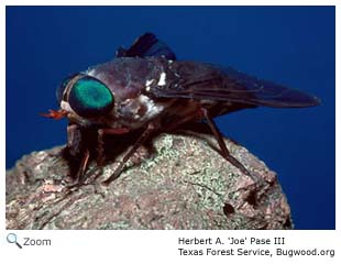 Horse Fly