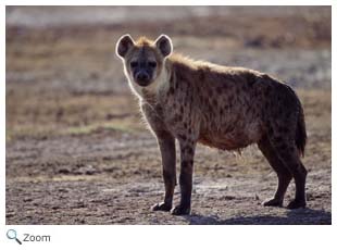 Hyena