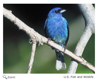 Indigo Bunting