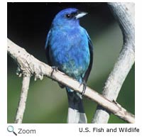 indigo bunting