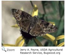 Juvenal's duskywing