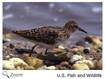 Least Sandpiper