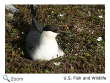 Long-tailed Jaeger