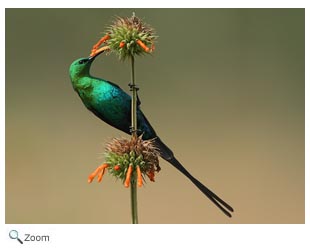 Malachite Sunbird