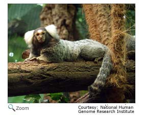 marmoset