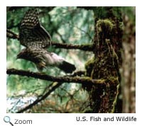 Northern Goshawk