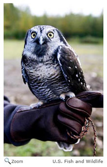 Northern Hawk Owl